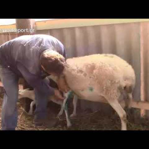 LimnosReport web tv: Πρωτοφανές Ελάφια επιτεθήκαν σε πρόβατα στη Λήμνο