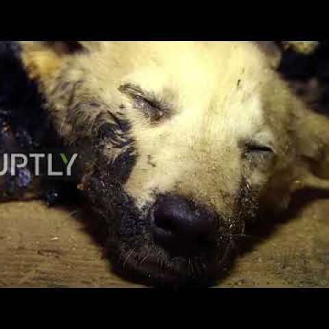 Watch touching rescue of three PUPPIES from stifling sludge