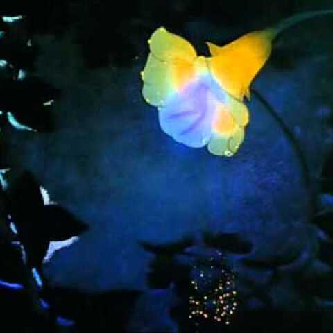 Fantasia - Dance Of The Sugarplum Fairy (Tchaikovsky) - Disney