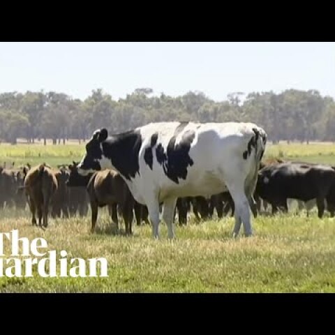 Meet Knickers, the 1,400kg cow from Australia