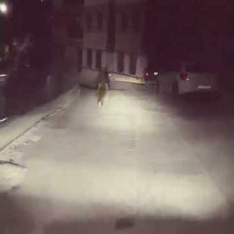 ΒΙΝΤΕΟ-Συνάντηση με  μια αρκούδα, σε κεντρικό δρόμο του Μετσόβου!