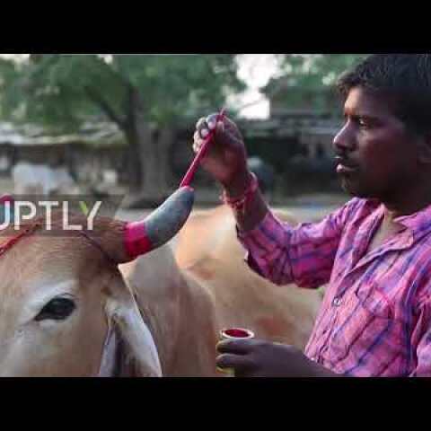 India: Moo-ve out the way! Villagers trampled by cows in udderly bizarre ritual