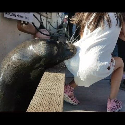 Sea lion drags girl into Steveston waters