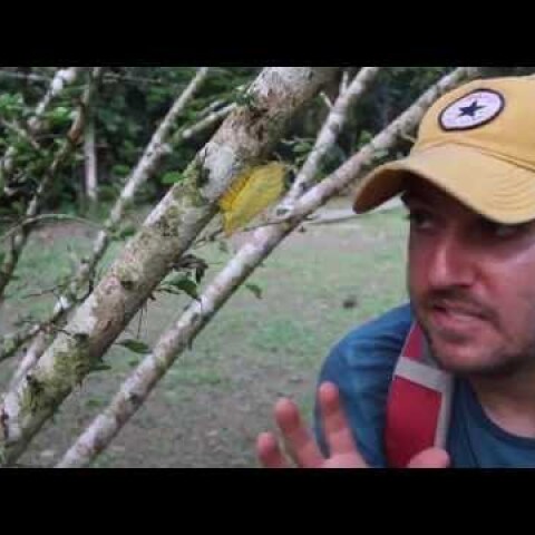 I Found Donald Trumps Hair In The Peruvian Amazon (Trumpapillar)