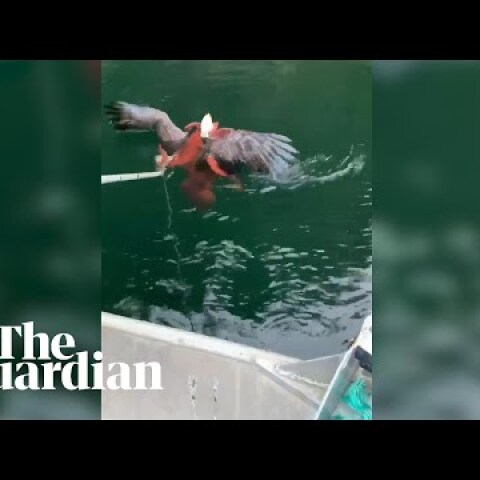 Octopus captures eagle that tried to attack it