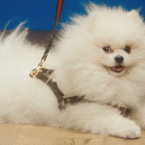 The Gucci Pet Collection