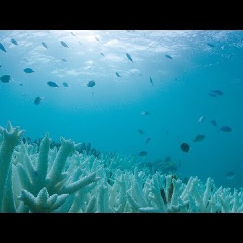 Mass Coral Bleaching of the Great Barrier Reef | WWF-Australia
