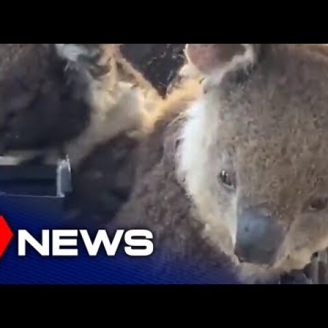Rehydrating koalas on Kangaroo Island | South Australia | 7NEWS