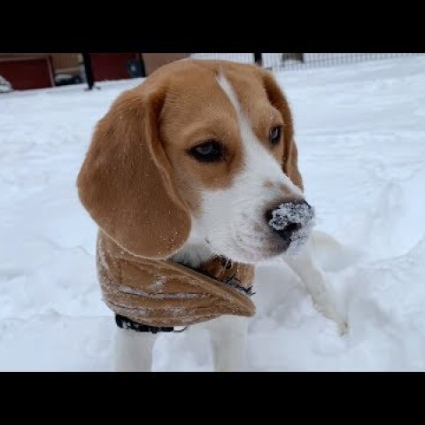 Cute beagle surprised by snow