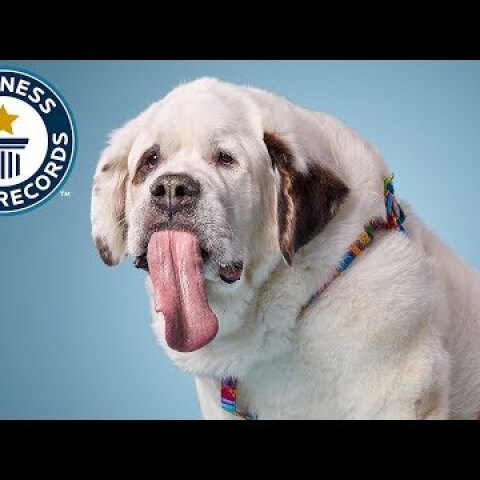 Dog with the longest tongue - Guinness World Records