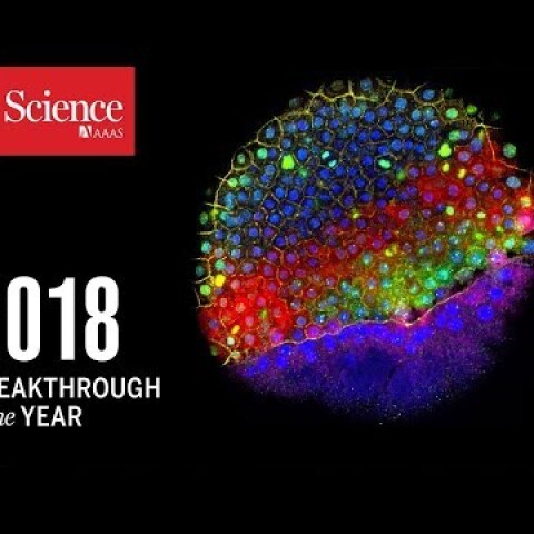 2018 Breakthrough of the Year