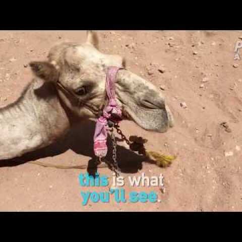 Animals Beaten and Whipped in 'Lost City' of Petra