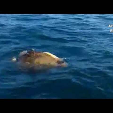 ΕΡΩΤΑΣ ΣΤΗ ΘΑΛΑΣΣΑ ΤΗΣ ΑΡΓΟΛΙΔΑΣ 13/5/2018