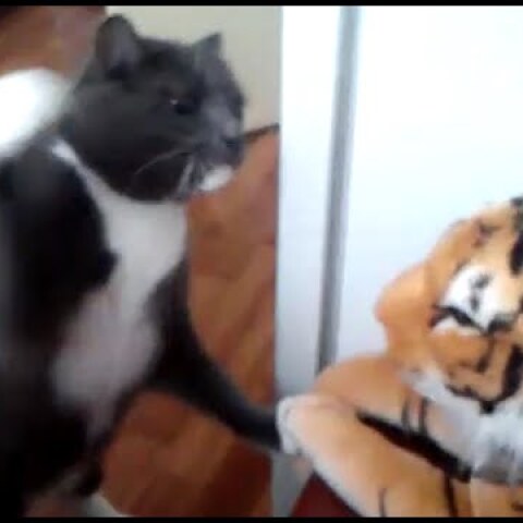 Cat really hates this tiger