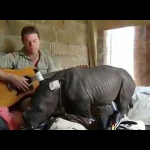 Baby Rhino Falls Asleep While Being Serenaded By Guitar