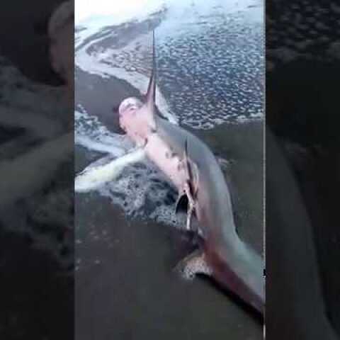 Απίστευτο θέαμα στα Χανιά: Καρχαρίας ξεβράστηκε σε παραλία του Πλατανιά