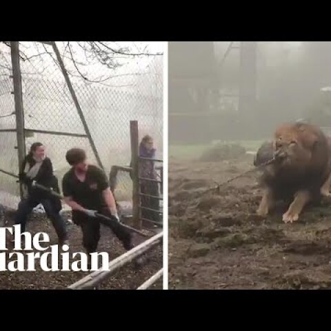 Tug-of-war with a lion? Dartmoor zoo offers 'cruel' challenge