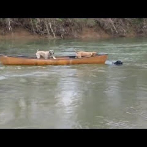 Heroic Labrador rescues two dogs trapped in canoe