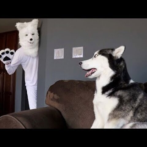 Husky Pranked By Wolf Mask!