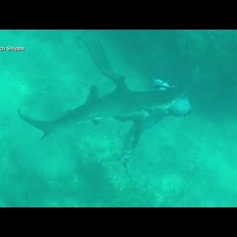 Man bitten by shark while spearfishing in Bahamas