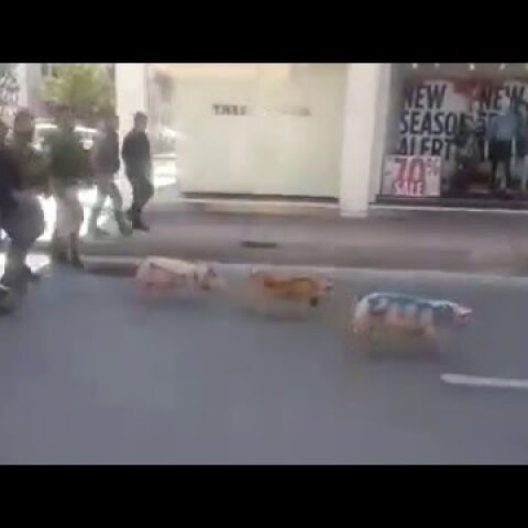 Ρέθυμνο: Πορεία με γουρούνια στο κέντρο της πόλης!