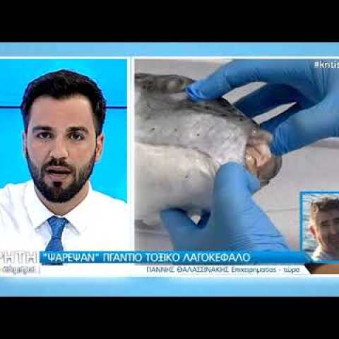 ΄Ψάρεψαν΄΄ Γιγαντιαίο τοξικό λαγοκέφαλο