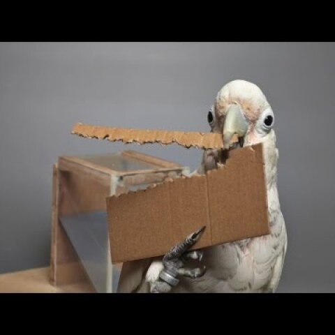 Cockatoos Make Tools from Different Materials