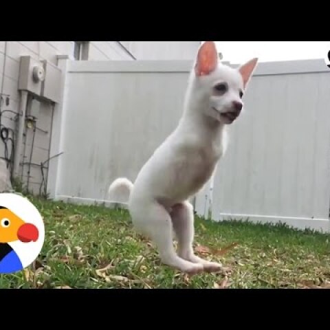 Puppy Born Without Front Legs Can Jump SO High | The Dodo