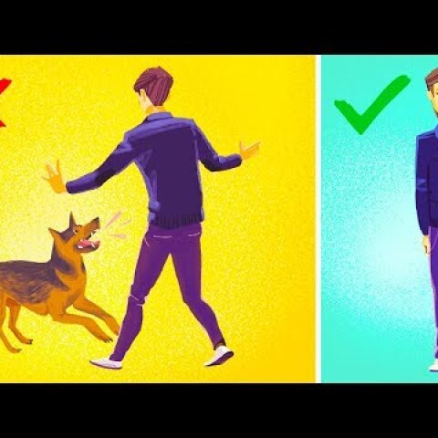 How to Survive a Dog Attack