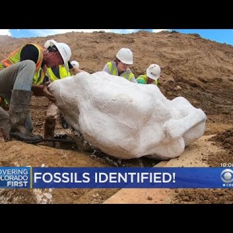 Dinosaur Fossils Revealed To Be Triceratops
