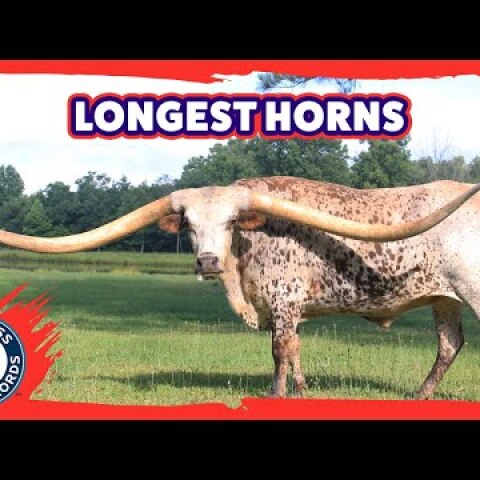 Longest horns on a steer ever! Poncho Via - Guinness World Records