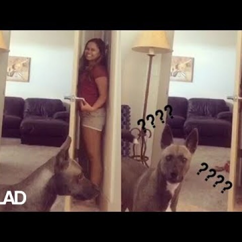 Dog Plays Hide & Seek With His Owner