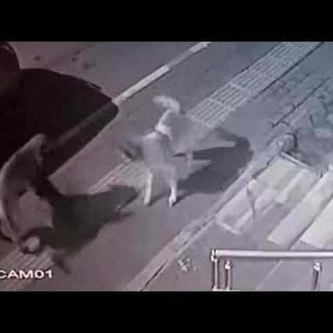 Fearless kitty restores hierarchy in the neighborhood