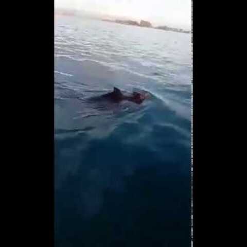 Αγριογούρουνα στο Ιόνιο !