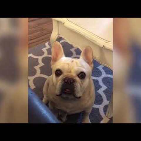 Angry French bulldog throws tantrum over Cheerios