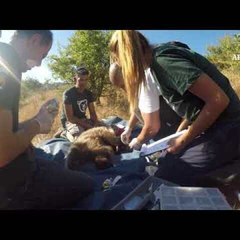 Απεγκλωβισμός μικρής αρκούδας στον Κορυδαλλό Τρικάλων