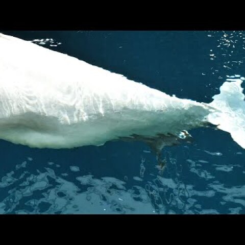 Baby beluga whale born at Georgia Aquarium