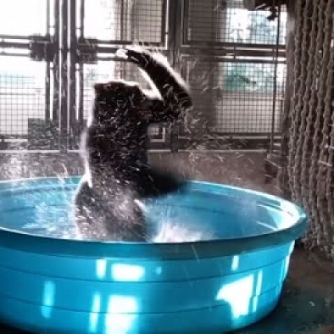 Gorilla at Dallas Zoo is a 'Dancing Machine'