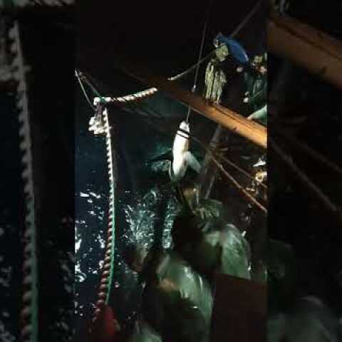 Καρχαρίας αλεπού 5 μίλια από την Καβάλα