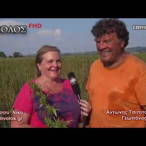 Μελίκη Ημαθίας – Πρώτη συγκομιδή βιομηχανικής κάνναβης - Cannabis harvest – Meliki Greece