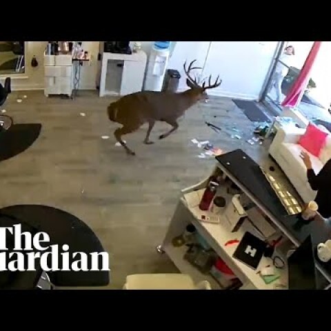 Deer smashes through window of Long Island hair salon