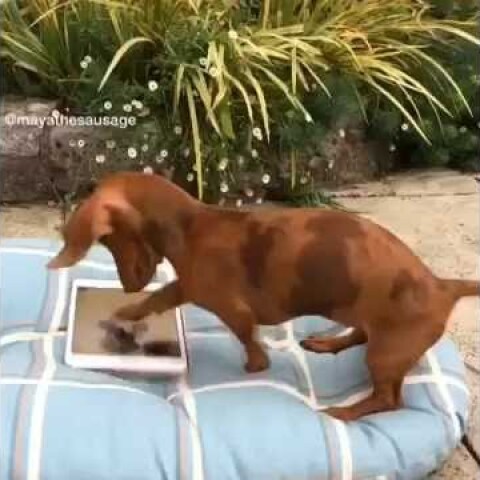 Peanut the gaming dachshund