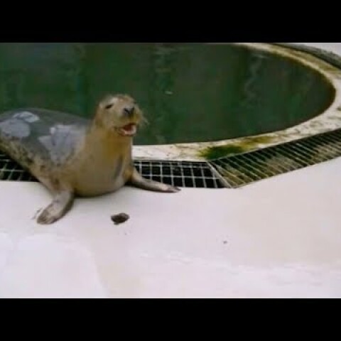 Seal Sings Twinkle Twinkle Little Star