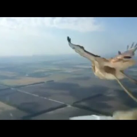 Birdstrike Boeing-737!!! Столкновение с птицей в воздухе. Мертвая птица, разбитое остекление кабины.