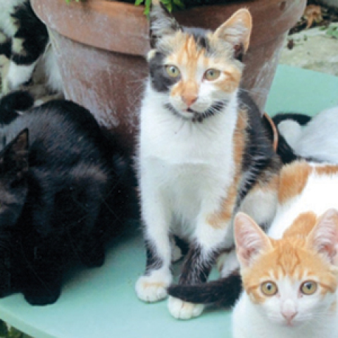 Οι γάτες του ποιητή