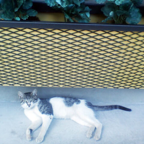 Ο γάτος του «Pronto» (κι όχι μόνο)