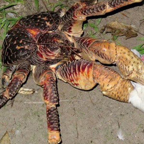 Κατέγραψαν τεράστιο κάβουρα να σκοτώνει θαλασσοπούλι (video)