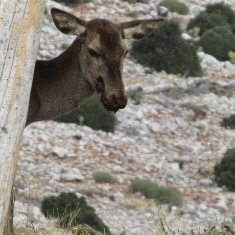 ελάφι, Πάρνηθα
