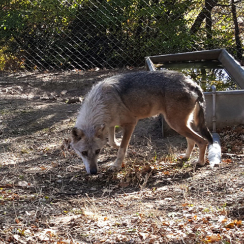  Η Φρέγια και ο Ραούλ 