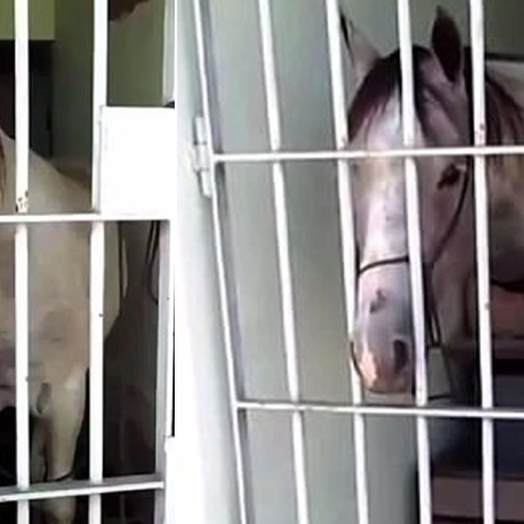 άλογο, κελί